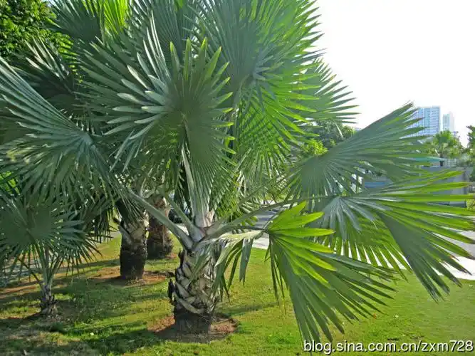 19,翠绿的葵树,该树的枝叶,是制作葵扇的原料.
