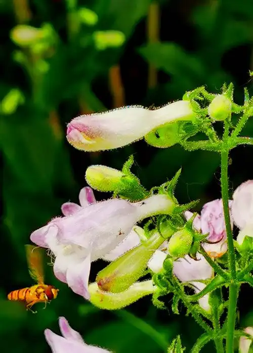 我拍花开之毛地黄钓钟柳花篇～～2020春【华为手机随拍】