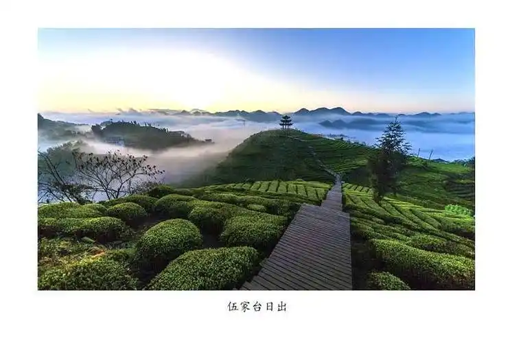 宣恩伍家台贡茶皇恩宠锡香茶爆款100g袋