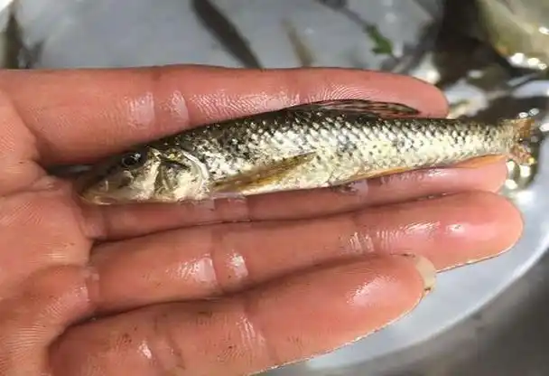 国内"知名度"很高,让钓鱼人很是头疼的10种小杂鱼,你知道几种_钓鱼