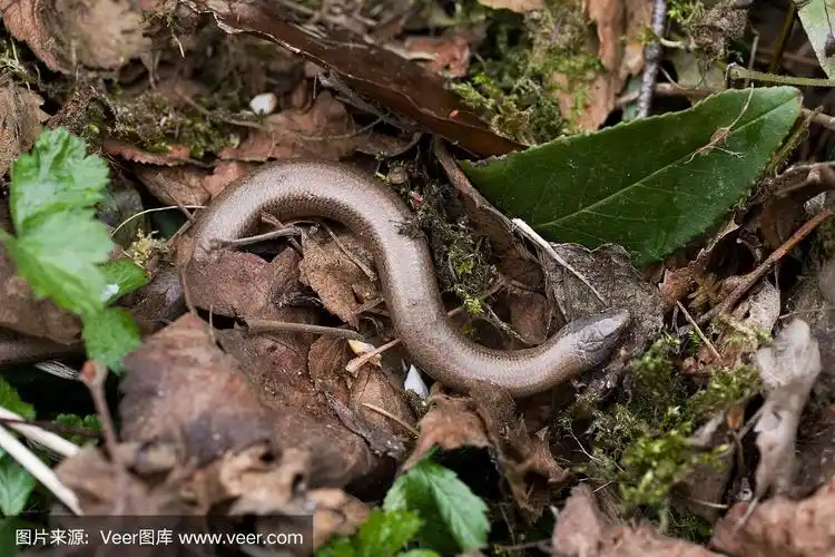 slow-worm