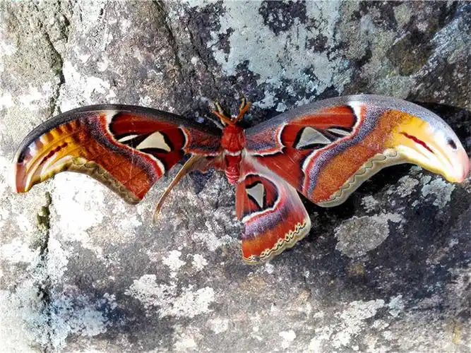 世界上最大的飞蛾你见过吗!