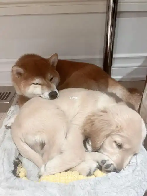 柴犬与金毛同养,人废了05