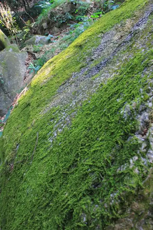 石头上的青苔和光斑(efs18-55联系拍摄)