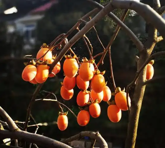 一串火红的野柿子挂在树梢,在寒风中不住的摇曳