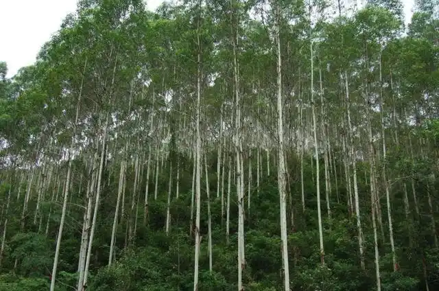 被称为亡国树,断子绝孙树,为何广西还遍地种植桉树?