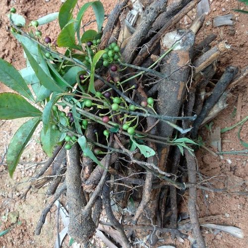 新鲜山苍树根野胡椒根木姜子根500克包邮