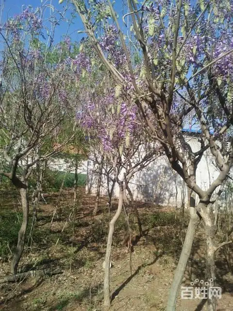 直杆紫藤树出售