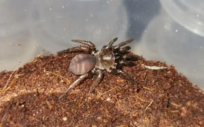 山东产拉土蛛属成员大苗捕食