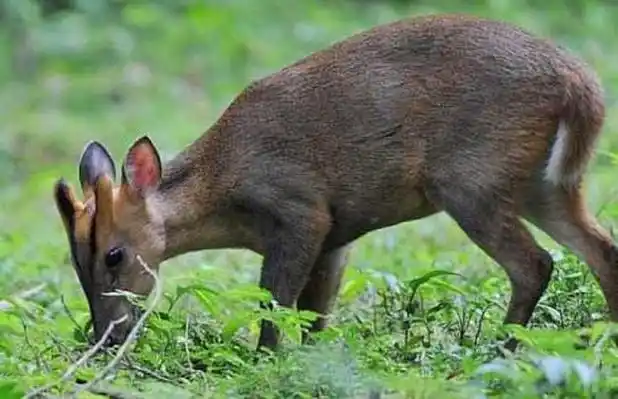 为什么麂子被列为二级保护动物?