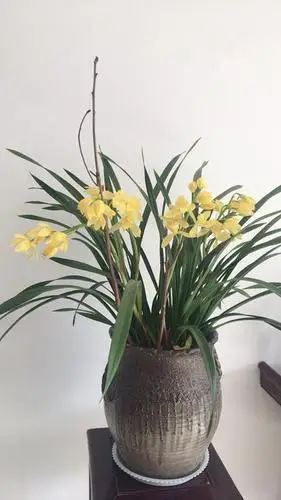 在各方面都表现优秀,如今是市面上最普及的兰花品种,没有之一,养兰者