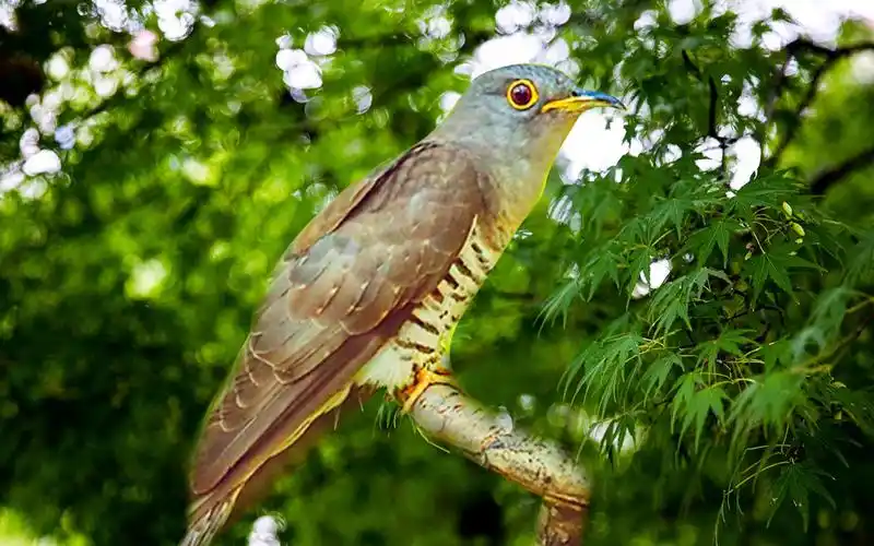 30种大自然鸟叫声,四声杜鹃鸟的鸣声一响,童年就回来了!