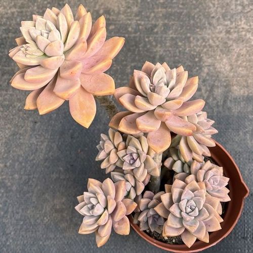 多肉淡雪幽灵公主美人养老多头办公室庭院植物多肉植物