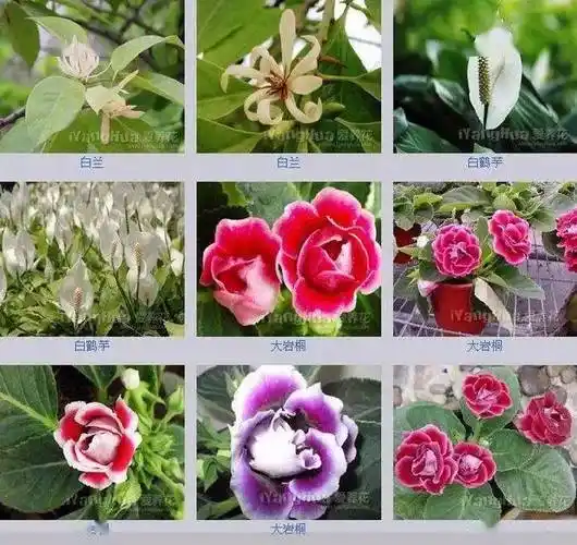 世界上最全的花附带花名收藏吧