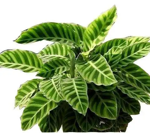 豹纹竹芋 (植物)