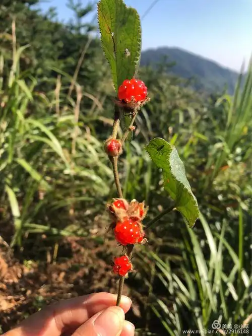 野生覆盆子,鲜艳动人.