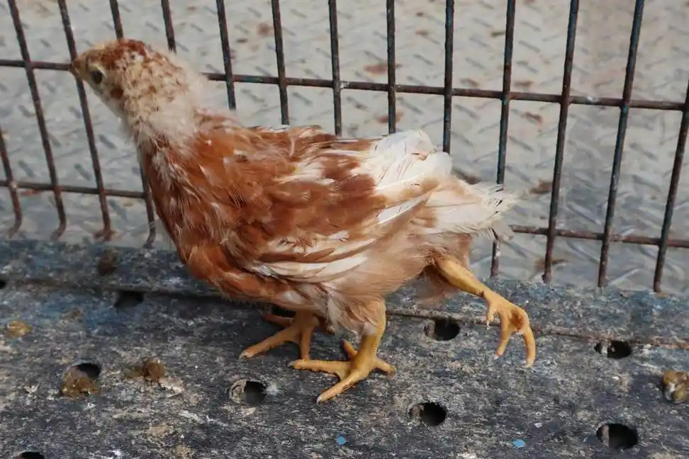 安徽女子发现小鸡长了四只脚,为什么会有四脚鸡?与激素有关?