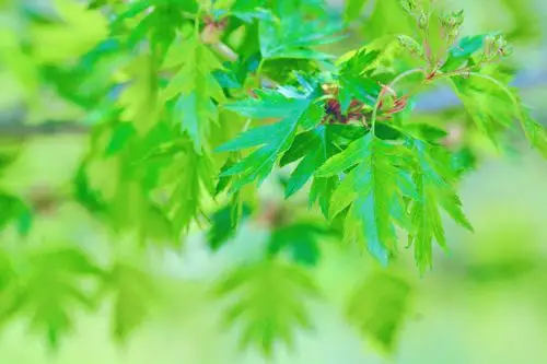 山楂树的叶子好看又特别原创摄影