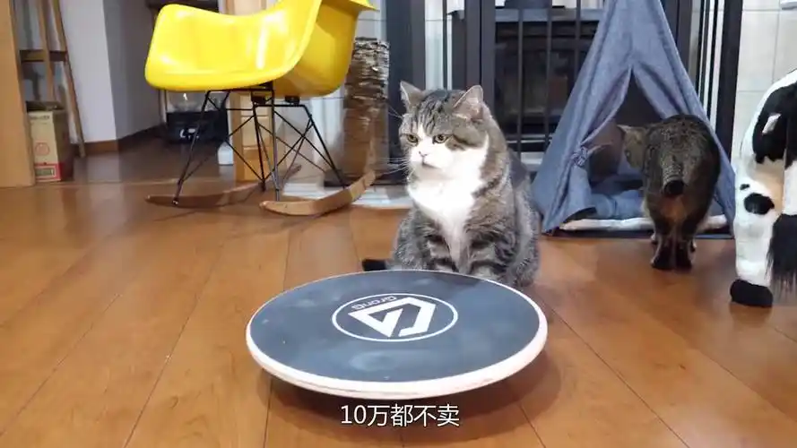 布偶猫意外怀孕,主人担心了好几个月,小猫出生之后太漂亮了!