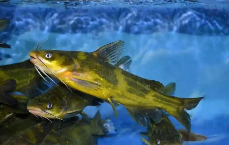 黄颡鱼不难钓关键要掌握这几点