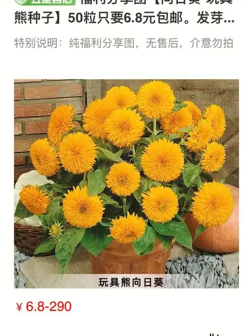 玩具熊向日葵种子50粒只要68