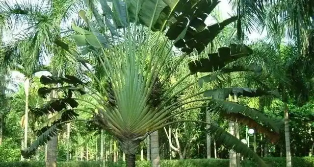 海南有棕榈树吗