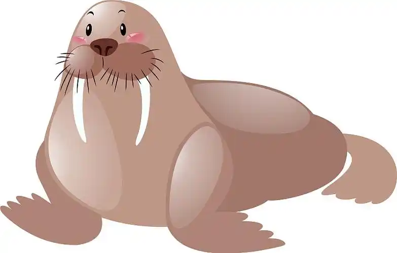 可爱的海狮在白色的背景图片