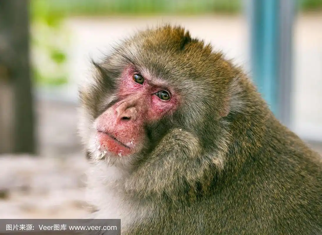 一只红脸的猴子