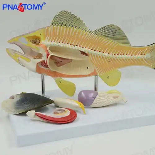 仿真鲈鱼内脏器官解剖模型水产养殖业生物教学实验可拆卸动物标本