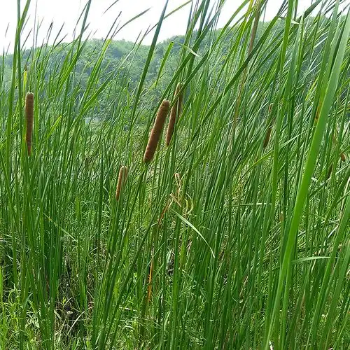 野生新鲜现采蒲棒药材蒲包草鬼蜡烛蒲棰蒲厘蒲槌毛水蜡烛实棒槌草
