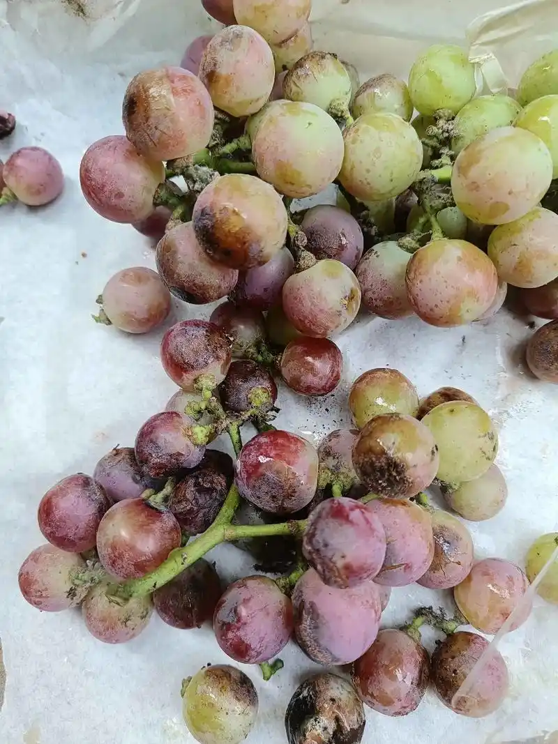 葡萄还没熟,就坏了,哪位亲知道这是啥情况, - 抖音