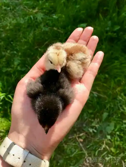 温柔的毛茸茸的小鸡坐在女孩的掌心