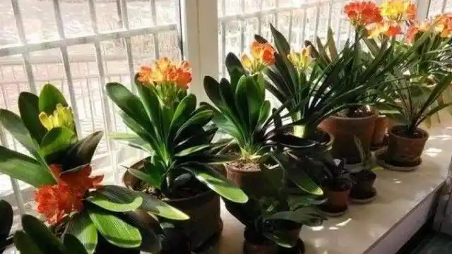 冬季君子兰入室,"3个位置"不宜摆放,容易黄叶不开花,切记