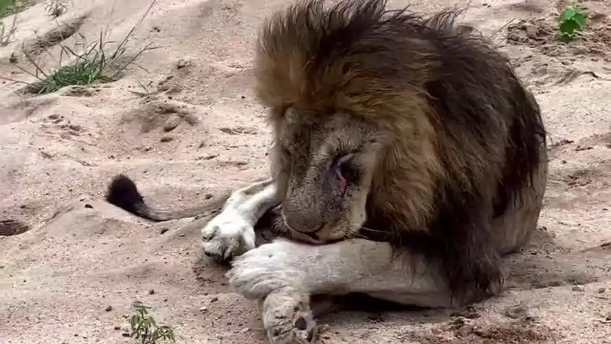 马提巴雄狮联盟最后一名成员黑鬃狮王马五腹毛在舔舐伤口