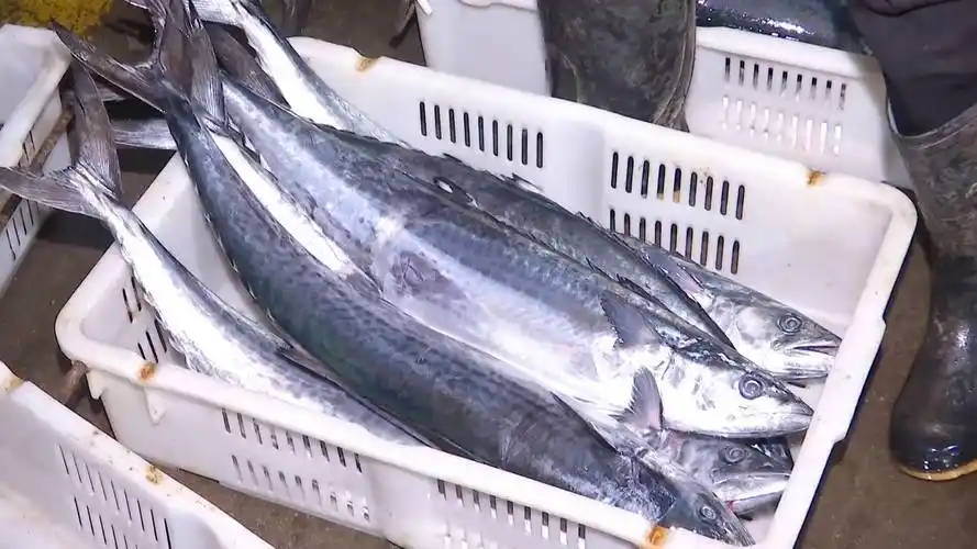 青岛女婿本地头茬春鲅鱼已上岸快送给老丈人尝尝鲜