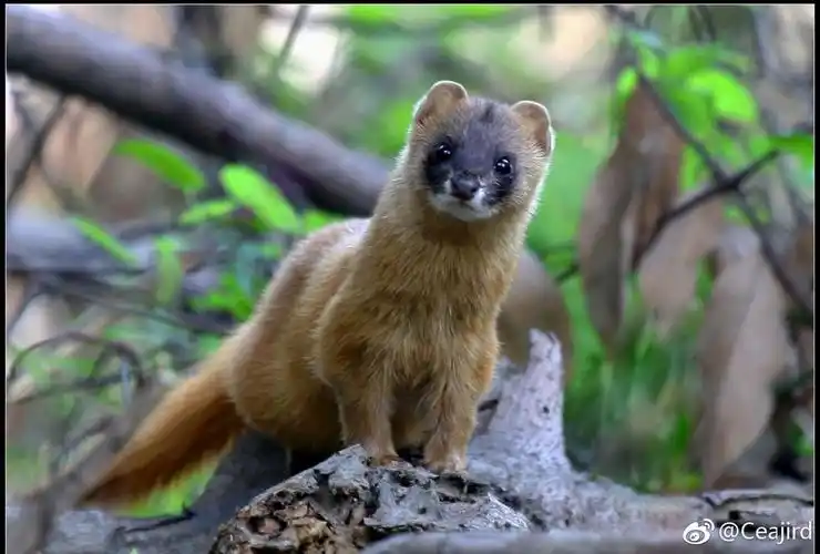 看到黄鼠狼过马路要发财吗,夜里看见黄鼠狼怎么解? 本文共(884字)