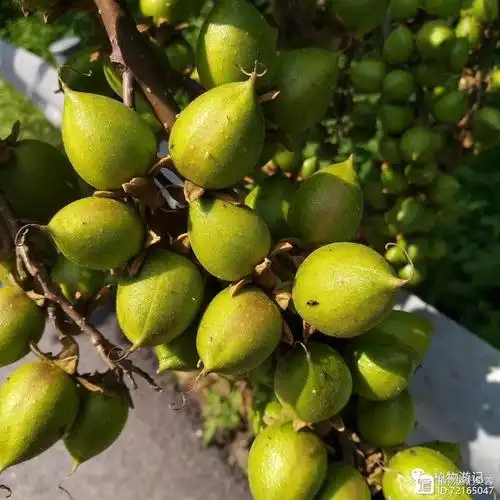 泡桐,果实黏黏的