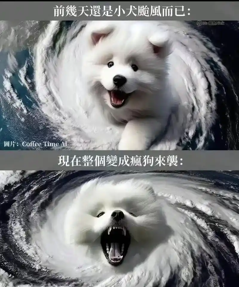 我想要台风假>_ #狗狗 #台风小犬 #台风 #治愈系 #神 - 抖音