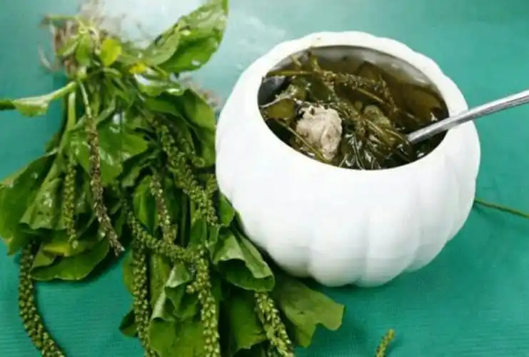 车前草很常见一种中药用它泡水喝有什么功效对此你了解多少