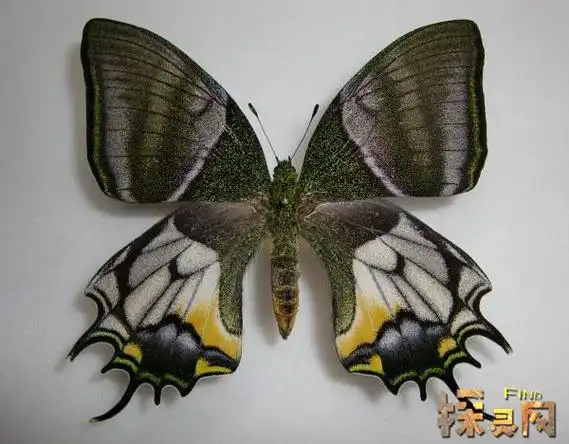 卡申夫鬼美人凤蝶,外表非常诡异能让人产生幻觉(碰见就死)