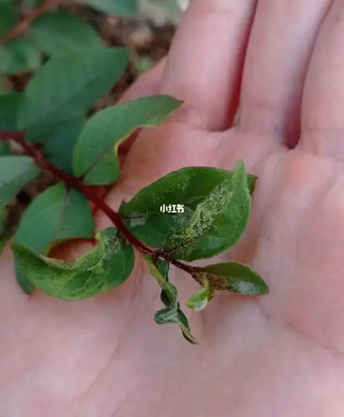 怎么办?紫薇花怎么了,新芽老是长种,上个月我把叶子剪光了,现在又长?