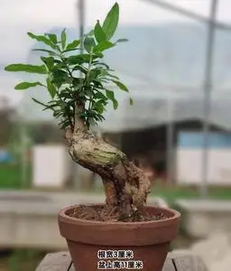 日本紫玉石榴盆景小老桩,根宽3厘米,盆上高11厘米,苍老古朴