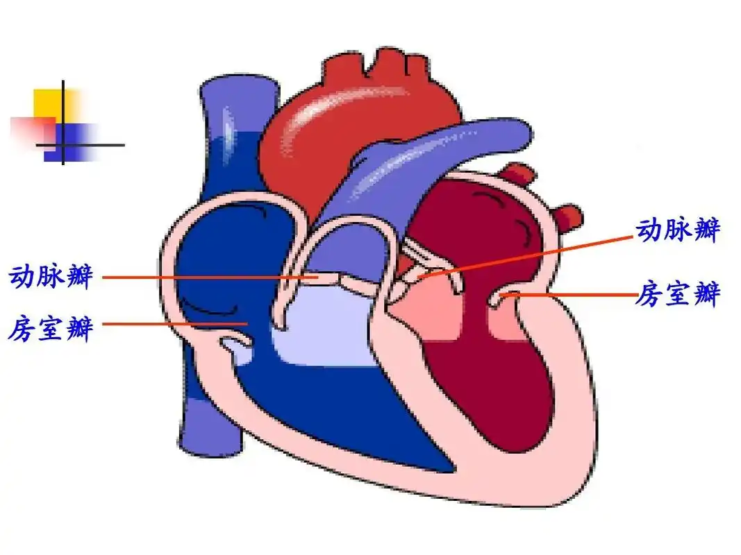 4-1心脏的泵功能ppt_word文档在线阅读与下载_无忧文档