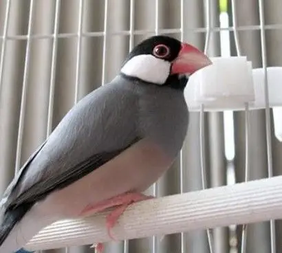 灰文鸟可以学说话吗?