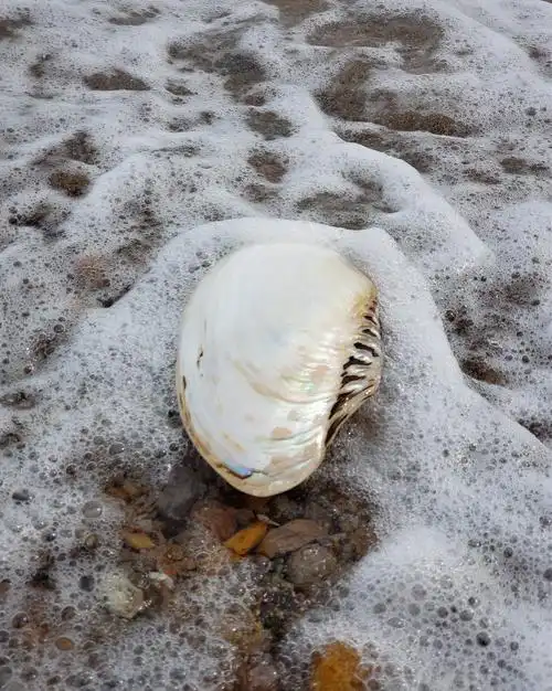 天然超大海洋贝壳珍珠标本海螺海星鱼缸造景海螺