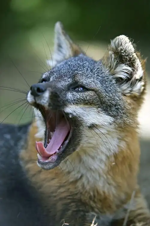 食肉目·犬科·狐亚科·灰狐属:加州灰狐(岛灰狐)