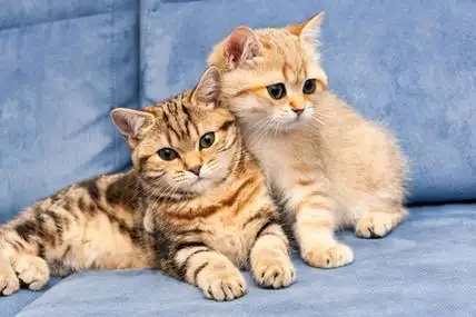 两只可爱的金色英国小猫,绿色的眼睛坐在蓝色的沙发上,一只小猫用爪子