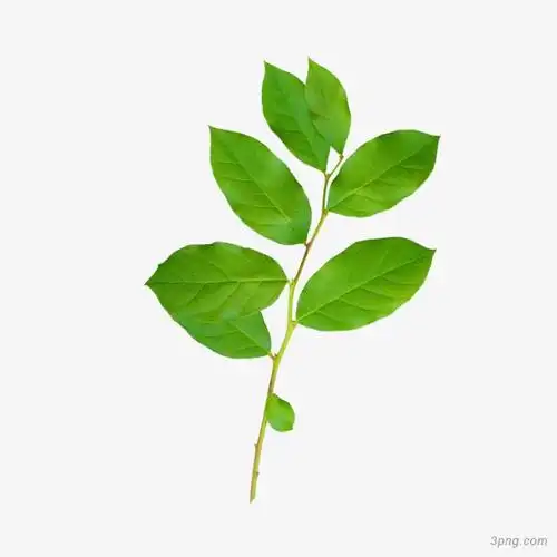 绿色树枝png素材透明免抠图片-动植人物