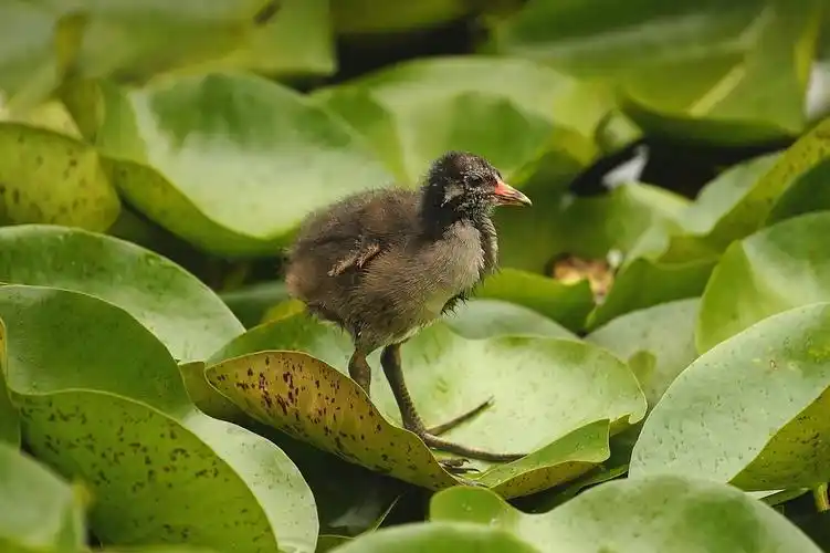 《雏鸟》@—水鸡的幼鸟