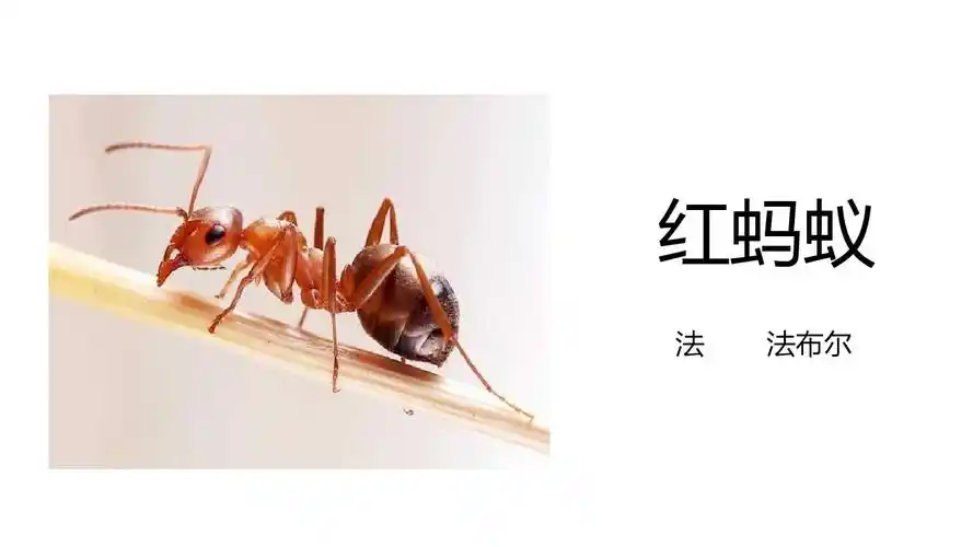 红蚂蚁(法布尔)